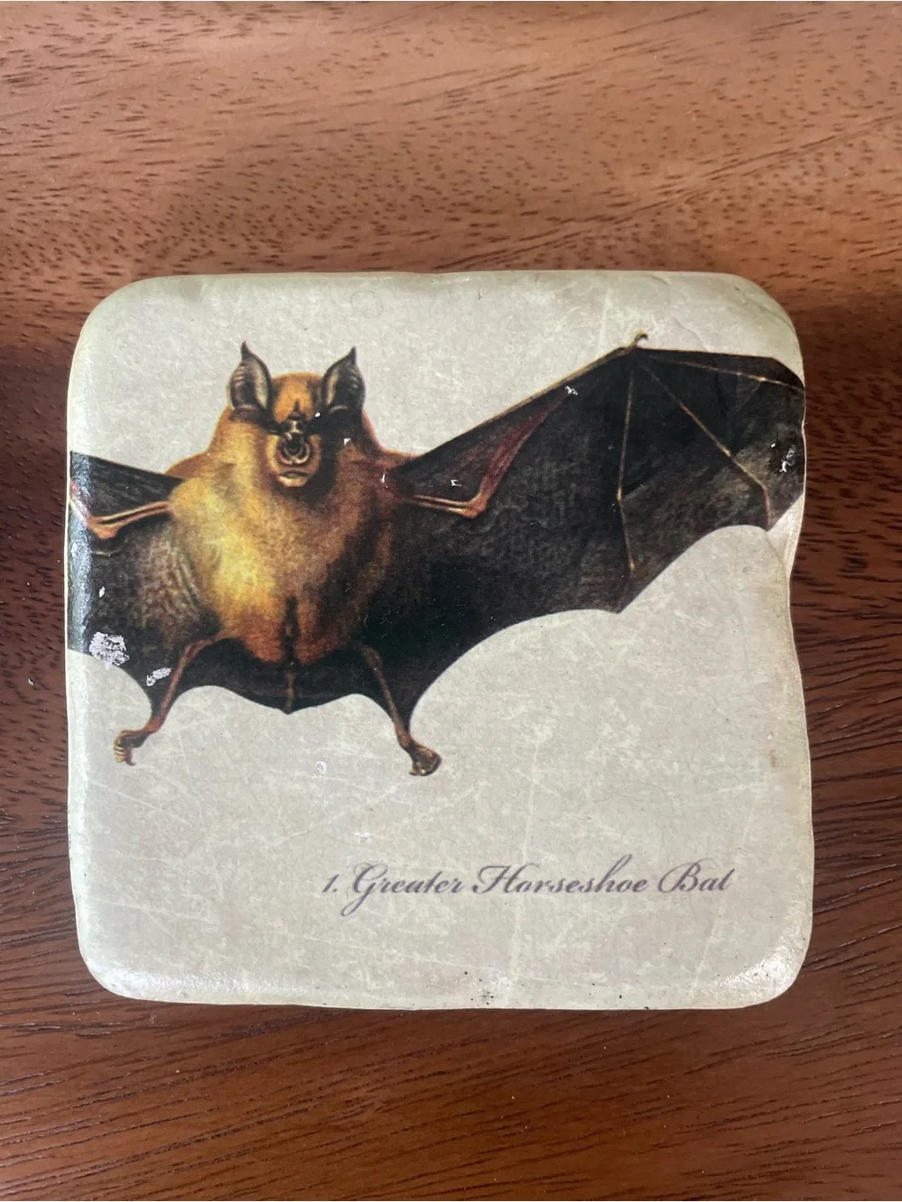 Set of 4 Cream Bat Illustration Coasters – Decorative Stone Drink Coasters